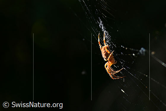 Foto: Spinne im Netz.