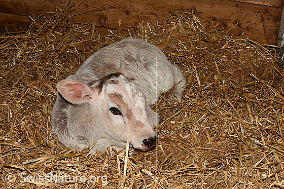 Hausrind (Bos taurus), Kalb