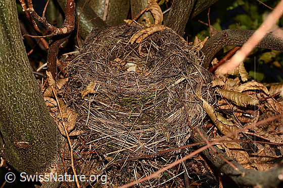 Foto: Vogelnest einer Amsel.