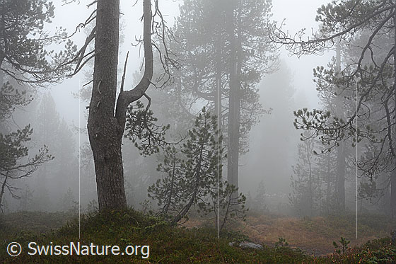 Foto: Herbststimmung im Bergwald.