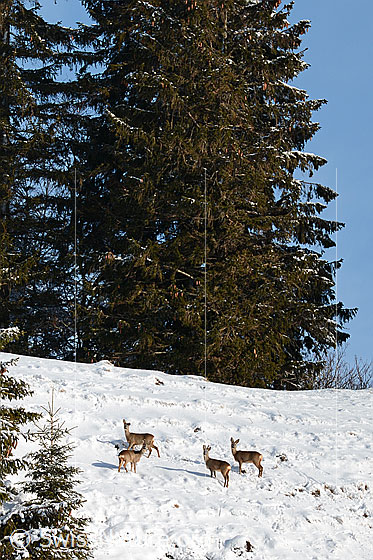 Photo: Roe deer (Capreolus capreolus) in a wintery landscape.