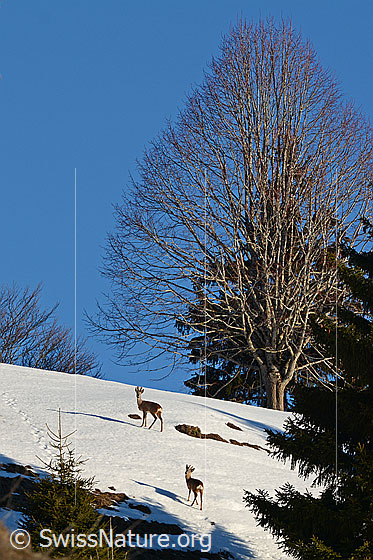 Photo: Roe deer (Capreolus capreolus) on a snow-covered hillside.