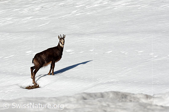 Foto: Gämse (Rupicapra rupicapra) auf schneebedecktem Hang.
