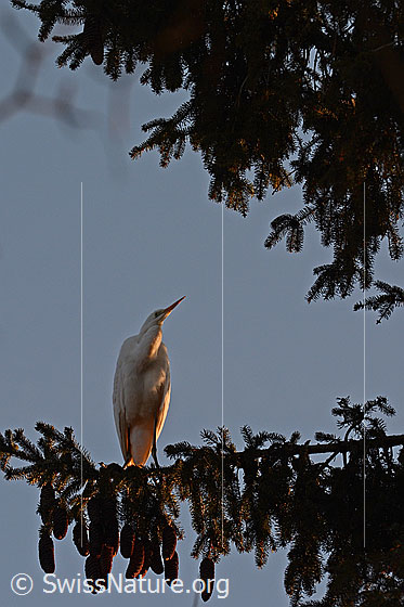 Foto: Silberreiher (Ardea alba) auf Tannenast sitzend.
Umgebung: Landwirtschaftlich genutzte ebene Wiese angrenzend an kleinen Bach und Wald. Höhe ca. 570m ü.M.
Lat.: Ardea alba (Alias: Casmerodius albus sowie Egretta alba)
Familie: Ardeidae (Reiher)