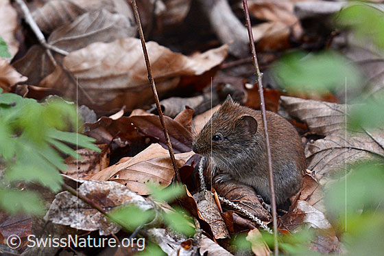 Photo: Mouse (Myodes glareolus)