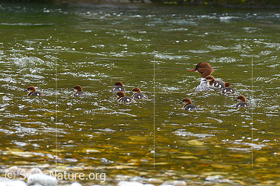 Foto: Gänsesäger (Mergus merganser) unterwegs. Ein Junges lässt sich auf dem Rücken der Mutter transportieren.
Umgebung: Kleiner Fluss, ca. 560m ü.M.
Lat.: Mergus merganser
Familie: Anatidae (Entenvögel)