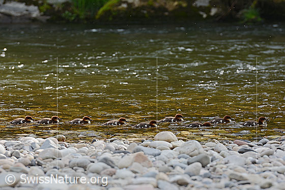 Foto: Junge Gänsesäger (Mergus merganser) ziehen schwimmend vorbei.
Umgebung: Kleiner Fluss, ca. 560m ü.M.
Lat.: Mergus merganser
Familie: Anatidae (Entenvögel)