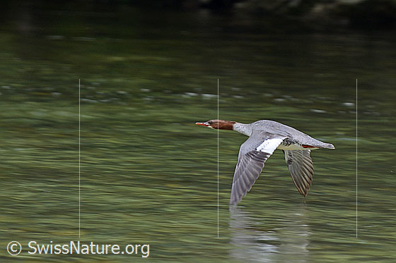 Foto: Gänsesäger (Mergus merganser) im Flug. Weibchen.
Umgebung: Kleiner Fluss, ca. 560m ü.M.
Lat.: Mergus merganser
Familie: Anatidae (Entenvögel)
