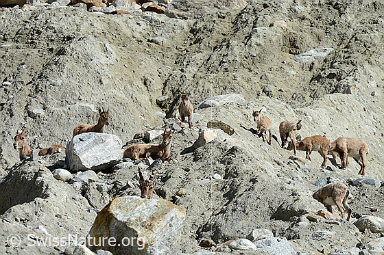 Photo: Alpine ibex (Capra ibex) in a herd. The ibex, ibex goats and ibex fawns lick sand, presumably to absorb minerals.
Family: Bovidae
Genus: Capra