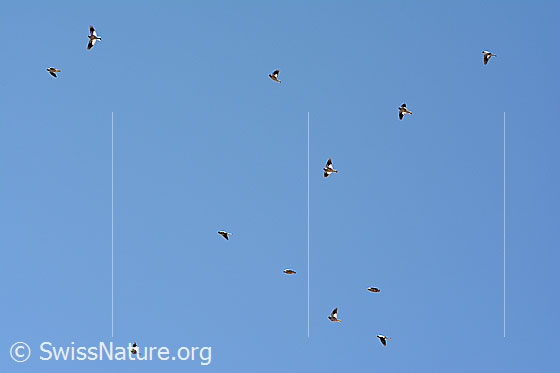 Foto: Felsenschwalben (Ptyonoprogne rupestris) jagen Insekten im Flug. Eine ganze Kolonie ist am blauen Himmel zu sehen.
Umgebung: Weiler in Bergtal umgeben von Weiden, Wäldern und Felswänden. Höhe ca. 1500m ü.M.
Lat.: Ptyonoprogne rupestris
Familie: Hirundinidae (Schwalben)