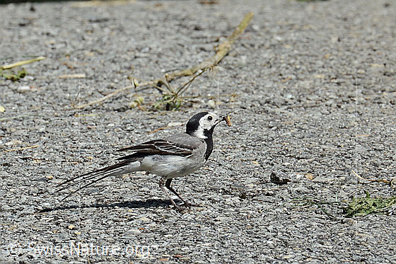 Bachstelze (Motacilla alba)