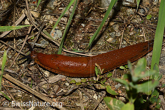 Spanische Wegschnecke (Arion vulgaris)