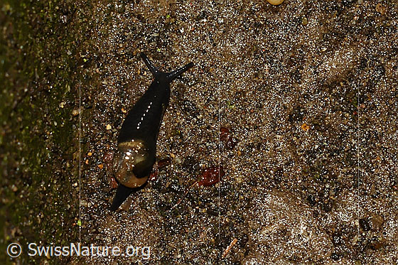 Foto: Kurze Glasschnecke (Vitrinobrachium breve). Treppe Ausseneingang in Keller.