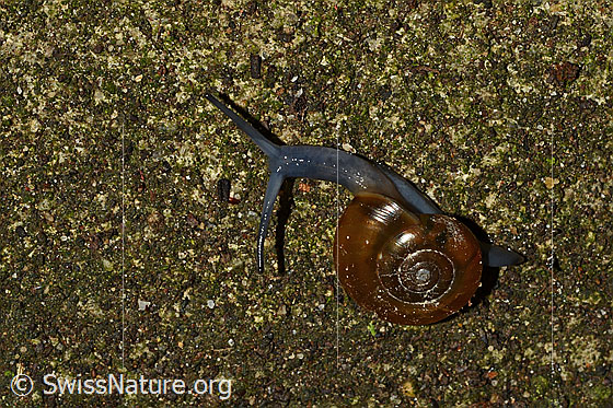 Grosse Glanzschnecke (Oxychilus draparnaudi)