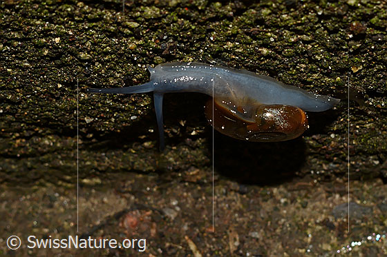 Foto: Grosse Glanzschnecke (Oxychilus draparnaudi)