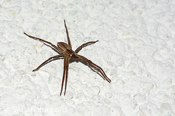 Foto: Listspinne von schräg oben. An Aussenwand eines Hauses.