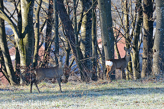 Photo: Roe deer (Capreolus capreolus) at the edge of the forest.