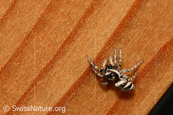 Foto: Zerbraspringspinne auf Fensterrahmen. Weibchen.