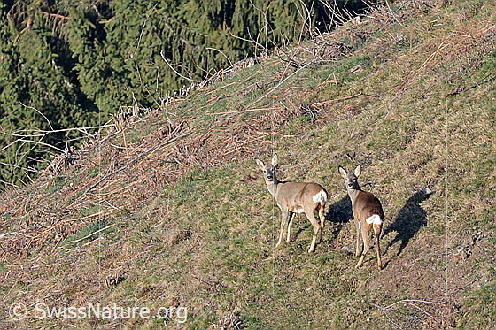 Photo: Roe deer (Capreolus capreolus) on pasture.