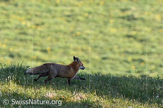 Photo: Red fox (Vulpes vulpes) running across a meadow.
Family: Canidae
Genus: Vulpes