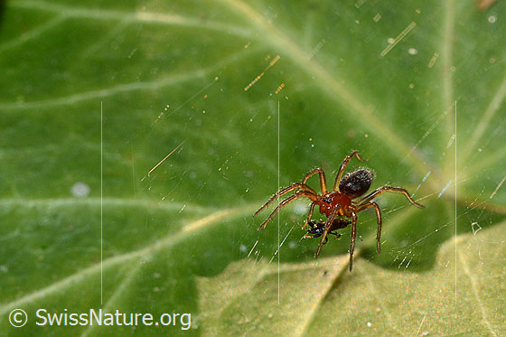 Foto: Körperlänge 2.5 - 4mm. 
Diese Spinne spannte in am Boden liegenden Efeu ein wirres, horizontales Netz. Unter einem Efeublatt wartete sie auf Beute. Zwischendurch rannte sie kreuz und quer über das Netz und besserte es aus und/oder erweiterte es.