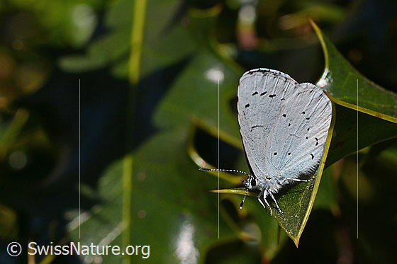 Faulbaumbläuling (Celastrina argiolus)