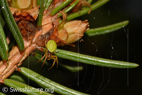Foto: Kürbisspinne (Araniella cucurbitina) im Netz. Weibchen. Körperlänge: 4.5 - 8.5mm