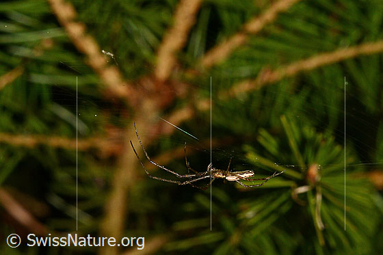 Foto: Wahrscheinlich Bergstreckerspinne (Tetragnatha montana), Weibchen, im Radnetz.
Körperlänge 7-10mm