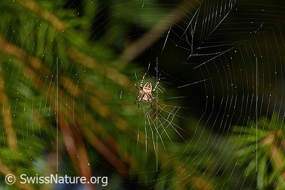 Foto: Gartenkreuzspinne (Araneus diadematus) im Spinnennetz, Ansicht von oben