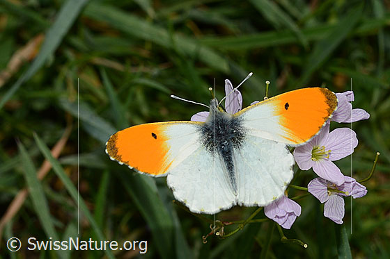 Photo: Anthocharis cardamines on blossoms of Cardamine pratensis. Male.