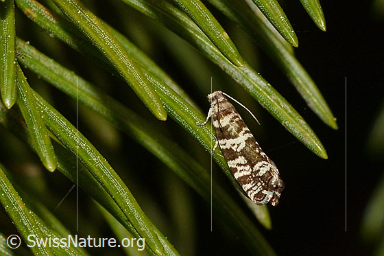Fichtenwickler (Epinotia tedella)