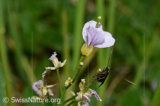 Photo: Probably Adela reaumurella on Cardamine pratensis. Front view.