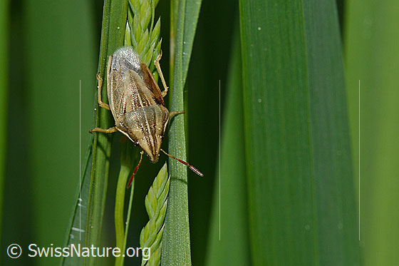 Getreidewanze (Aelia acuminata)