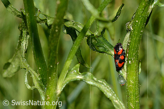 Foto: Gemeine Blutzikade (Cercopis vulnerata). Länge 9 - 11mm.