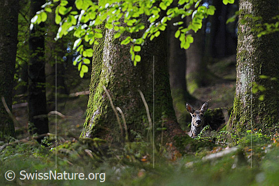 Foto: Rehgeiss (Capreolus capreolus) liegt im Frühlingswald.