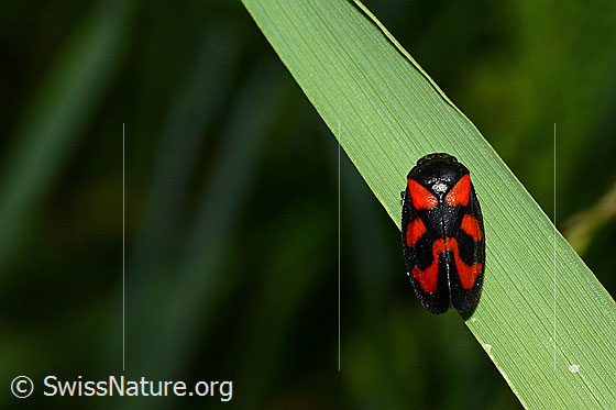 Gemeine Blutzikade (Cercopis vulnerata)
