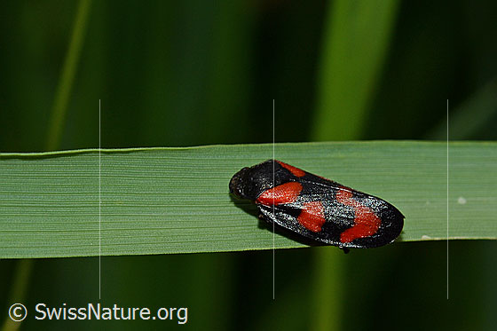 Foto: Gemeine Blutzikade (Cercopis vulnerata) auf Grashalm.