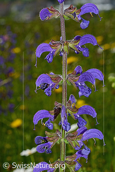 Foto: Wiesensalbei (Salvia pratensis). Blüten.
Umgebung: Magerwiese.
Lat.: Salvia pratensis
Familie: Lamiaceae (Lippenblütler)
Unterfamilie: Nepetoideae
Gattung: Salvia (Salbei)