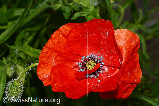 Klatsch-Mohn (Papaver rhoeas), Blüte