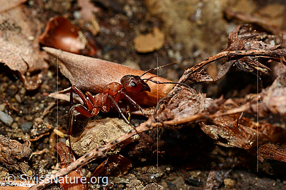 Rote Waldameise (Formica rufa)