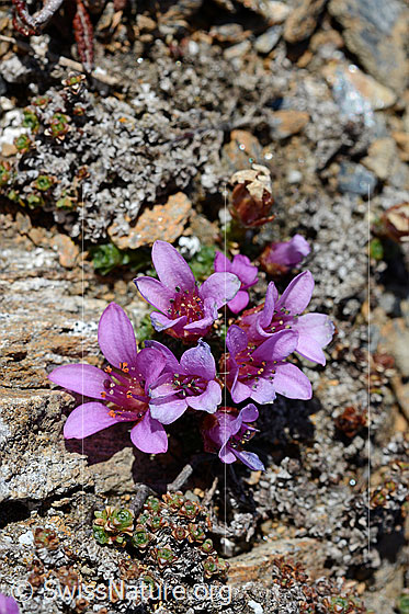 Foto: Blühender gegenblättriger Steinbrech (Saxifraga oppositifolia).
