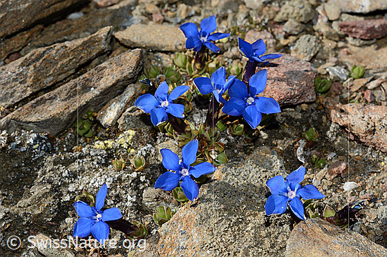 Foto: Schleichers Enzian (Gentiana schleicheri). Blühend. 