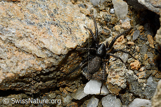Foto: Wahrscheinlich Gnaphosa lucifuga (Plattbauchspinne). Wird z.T. auch Nacht- oder Trockenrasen-Plattbauchspinne genannt.
Körperlänge: 11 - 18mm