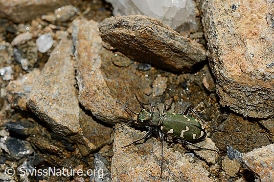 Photo: Cicindela gallica.