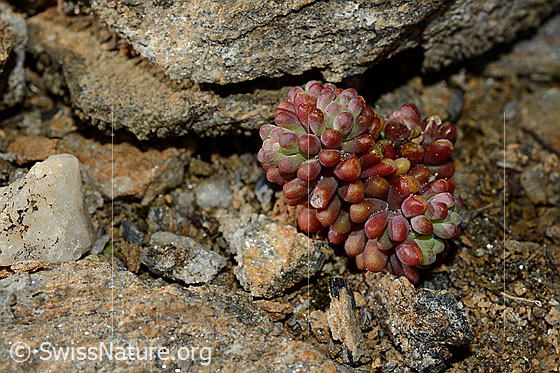 Foto: Dunkler Mauerpfeffer (Sedum atratum). Ganze Pflanze.