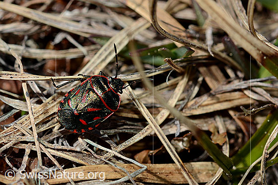 Eurydema rotundicollis (Wanze)