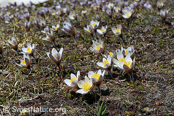 Photo: Pulsatilla vernalis. Numerous specimens.