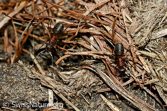 Photo: Probably Formica lugubris. Length 4 - 9mm.