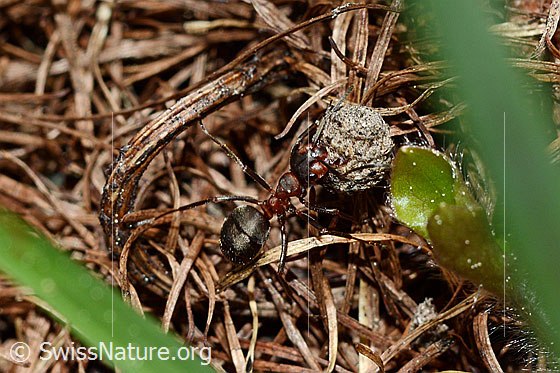 Starkbeborstete Gebirgswaldameise (Formica lugubris) unterwegs mit Last auf Waldboden