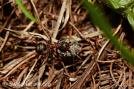 Photo: Probably Formica lugubris. Length 4 - 9mm. On the road with load on forest floor. View from above.